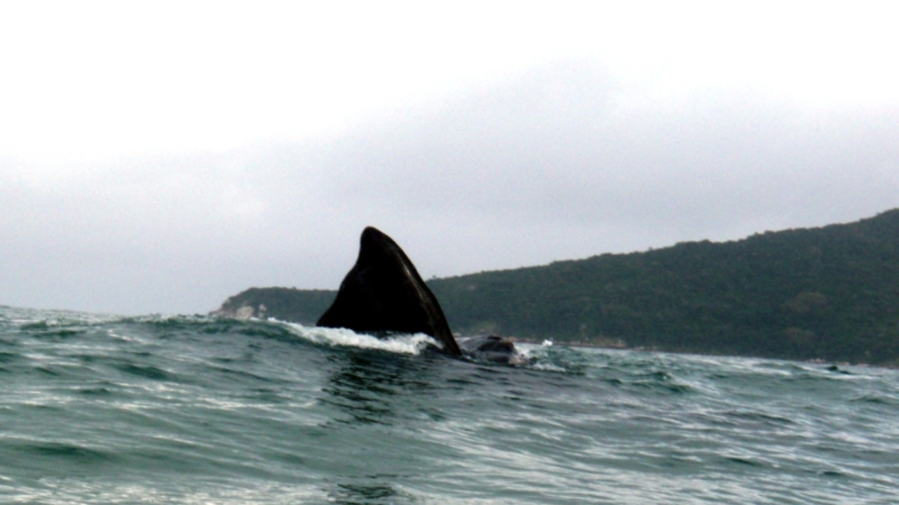 Adrenaillha Florianópolis SC Praia dos ingleses observação de baleias 2