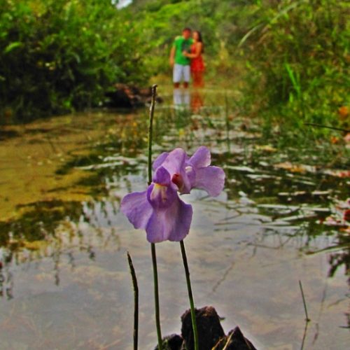 Nascente Rio Vermelho by Adrenailha
