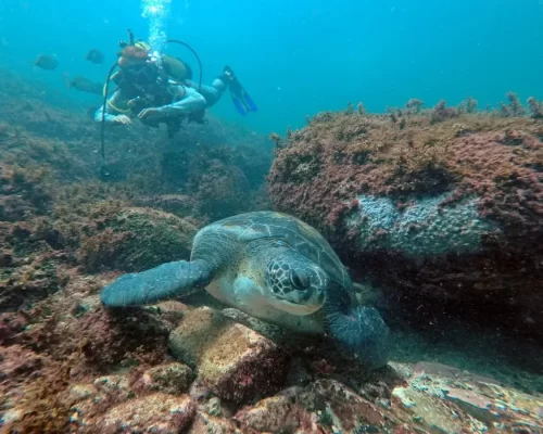 Naui - Advanced Scuba Diver - Curso de Mergulho e Snorkeling com tartarugas - by Adrenailha - Ilha do Xavier (66)